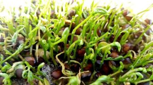 Микрозелень чечевица, второй урожай