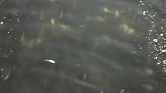 Озеро Калды Челябинская область. Зарыбление. смотреть онлайн