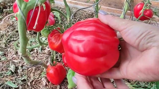 Сорт томата -Скифея
