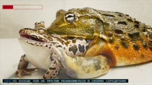 САМАЯ БОЛЬШАЯ ЖАБА И ЛЯГУШКА У ТЕБЯ ДОМА - Содержание и уход | Новый розыгрыш