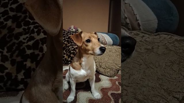 Jack Russell is watching TV.#jackrussell