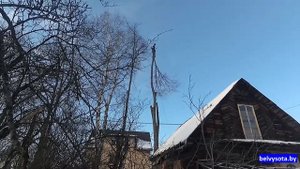 Спилить липу возле дома и электрических проводов.