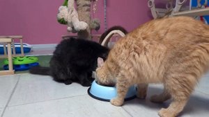 Buckwheat porridge for kittens // Гречневая каша для котят!