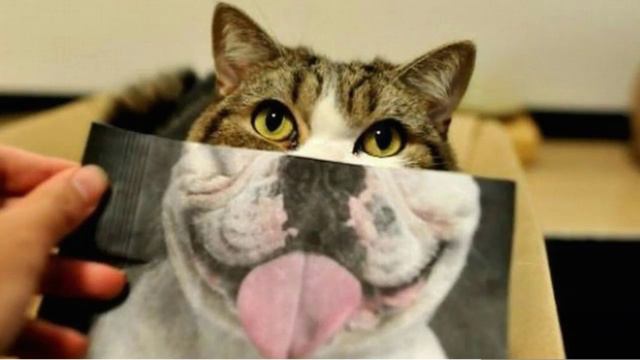 Смешные фото животных смотреть онлайн