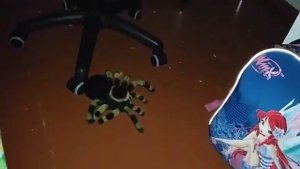 УЖАС. ОГРОМНЫЙ ТАРАНТУЛ ПРОБРАЛСЯ В ДОМ. Horror. A huge spider tarantula crawled into the house.