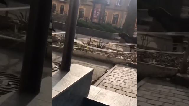 В самом центре Николаева без намордников бегают два огромных ротвейлера смотреть онлайн