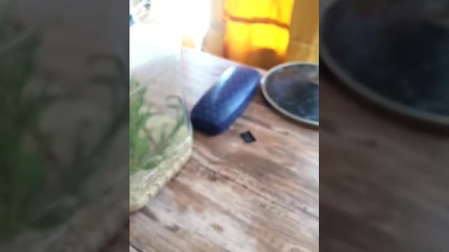 Словил богомола неизвестного вида !!! смотреть онлайн