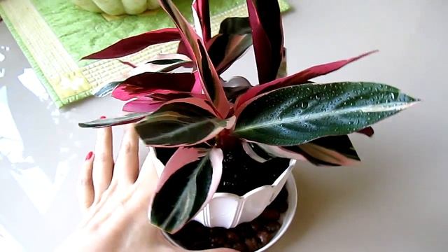 И снова строманта..) смотреть онлайн