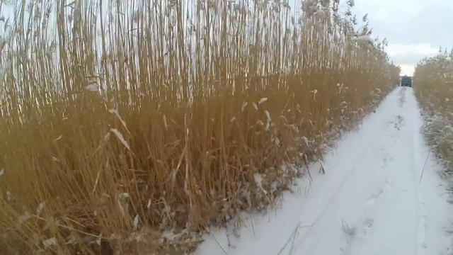 Охота на фазана. Закрытие сезона 2020г. по свежему снегу. смотреть онлайн