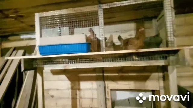 Клеточное или напольное. Содержание кур. смотреть онлайн