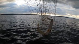 Поймал - Отпусти / Почему важно отпускать пойманную рыбу ?