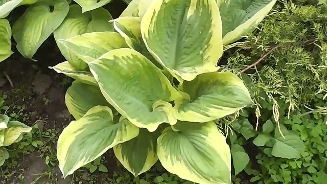 Хоста Brim Cup смотреть онлайн