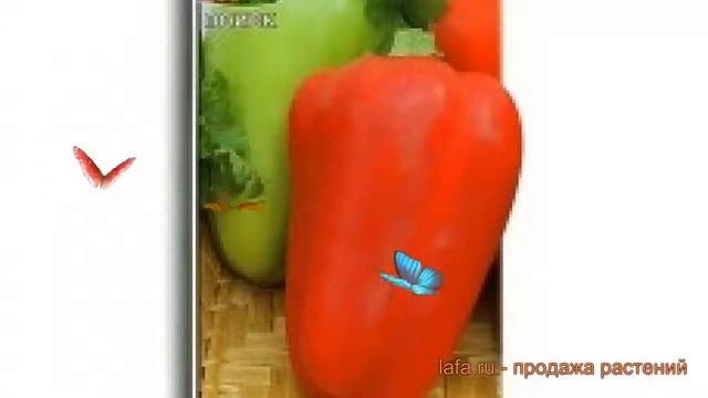 Перец сладкий Нежность (nezhnost nezhnost) ? перец Нежность обзор: как сажать семена перца Нежность
