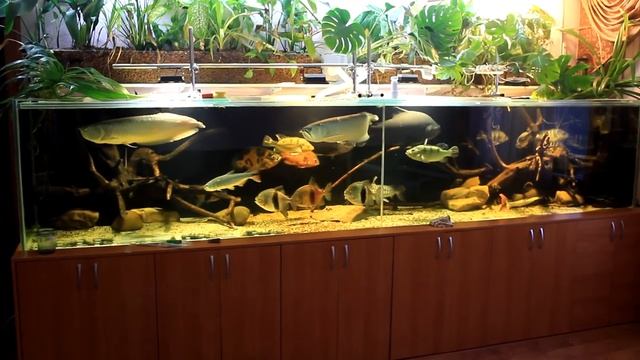 Строительство аквариума на 2500 литров - часть 10(Рыбалка) смотреть онлайн