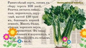 Сельдерей корневой Яблочный. Краткий обзор, описание характеристик, где купить семена apium