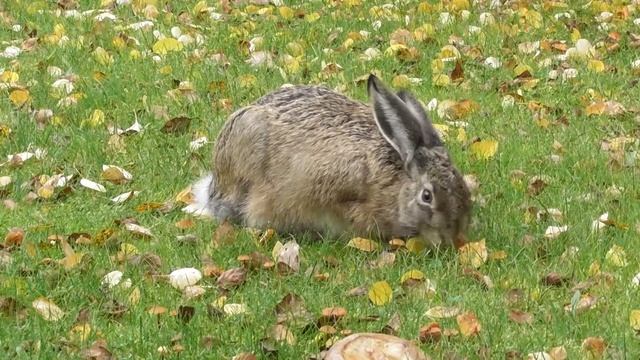 Уборка листьев, заяц, новый парк. смотреть онлайн