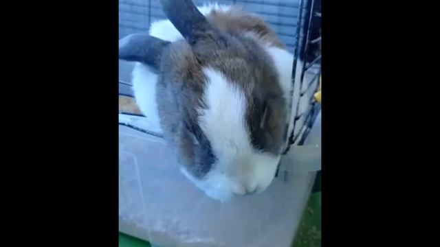 Кролик и вкусная морковка смотреть онлайн