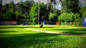 Кукла - ам.бульдог. ЗКС тренировка