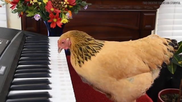 Курица играет на клавишных смотреть онлайн
