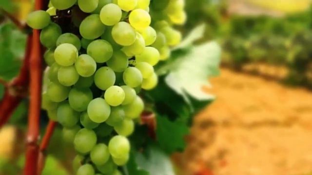 Полезные   свойства   винограда   и  его  изделия