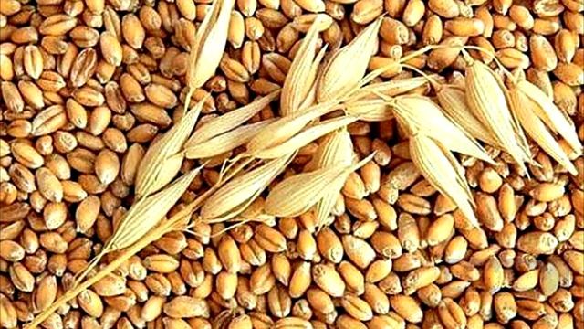 ANTIBIÓTICO NATURAL Beneficios y propiedades de GRANOS GERMINADOS para gallinas y gallos смотреть онлайн