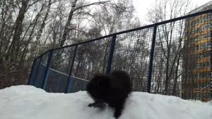 Черный померанец в зимнем лесу