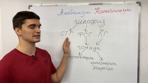 Анаболизм и Катаболизм. Механизмы основных физиологических процессов.