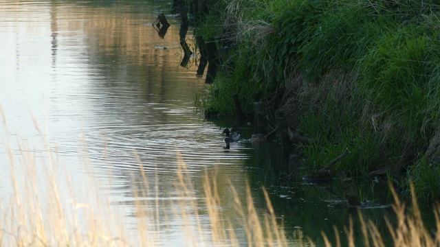 Nieopodal rzeki / Panasonic Lumix DMC-FZ300 смотреть онлайн