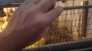 УТКИ АГИДЕЛЬ|2 часть