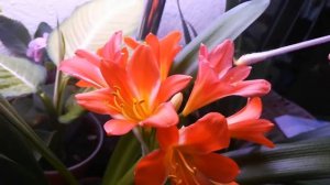 Опыление кливии.