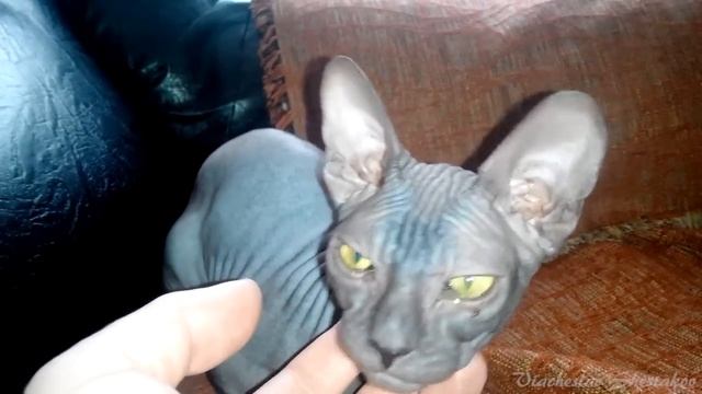 ЭТО КОШКА!!?? донской СФИНКС зевает и урчит CAT Sphynx yawns and hums смотреть онлайн