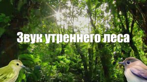 Шум леса, пение птиц для отдыха