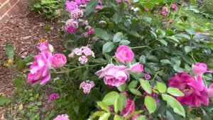 Brilliant Pink Iceberg (First Year)