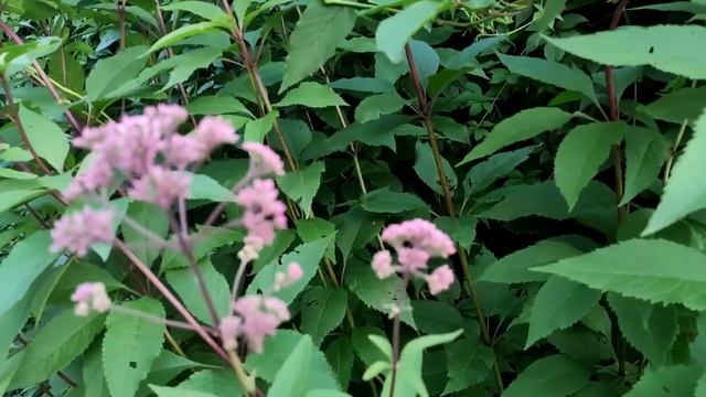 Обзор моего сада в Подмосковье ?? коллекция растений. Хвойные, розы злаки молодило гортензии смотреть онлайн