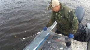 Рыбалка сетями на озере. Лов сазана. Часть 2. Рыба
