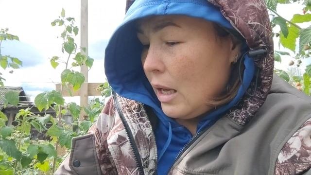 Работаю на плантации. Проблема на ремонтантной малине