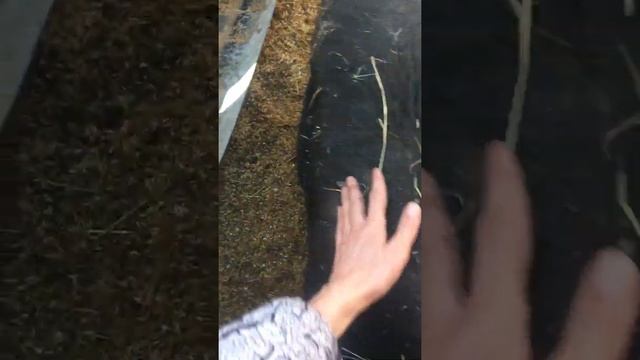 Наше скромное хозяйство на 12-Ти сотках смотреть онлайн