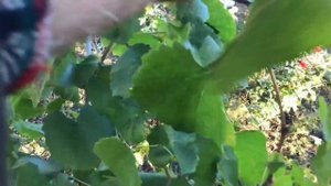 Заморозок на винограде в начале октября.