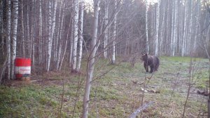 МЕДВЕДЬ ПРОБУЕТ ФОТОЛОВУШКУ!) Наблюдаем за животными.