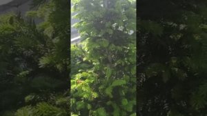 09.06.24 ПТЕНЦЫ СОЛОВЬЯ ПОКИНУЛИ СВОЁ ГНЕЗДО🌲