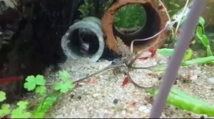 Анциструс звездчатый L-181 Схватка