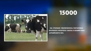 На сколько в 2016 году алтайские фермеры увеличили поголовье крупного рогатого скота