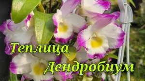 Теплица орхидей. Dendrobium.