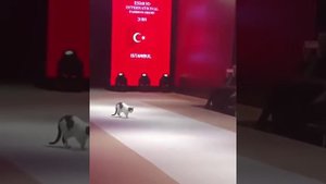 Кошка пробралась на подиум на показе мод в Стамбуле
