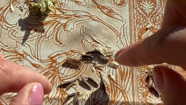 Собираю семена однолетников сама. Как собирать семена однолетних цветов