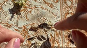 Собираю семена однолетников сама. Как собирать семена однолетних цветов