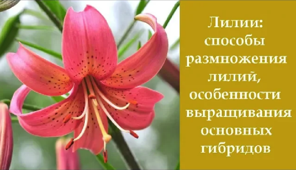 ❀ Лилии: способы размножения лилий, особенности выращивания основных гибридов