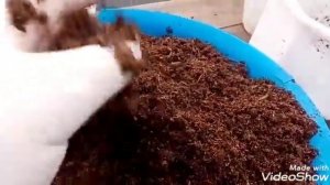 Антуриум. Пересадка и деление.