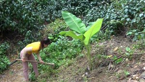 Farm Building, My Daily Life. OFF GRID FARM - My Free Life / Thu Lieu