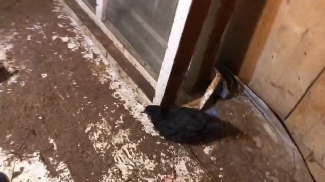 Как сделать насестсидало для куриц? наш курятник Часть 1